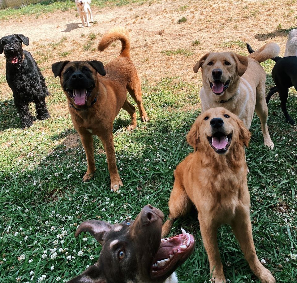 Happy Dog with Owner